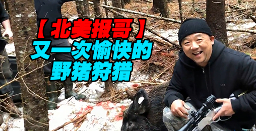 【北美报哥】又一次愉快的野猪狩猎
